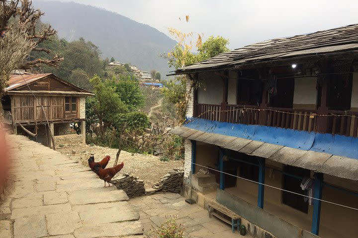 4 Nights 5 Days Easy Trek from Pokhara Valley image