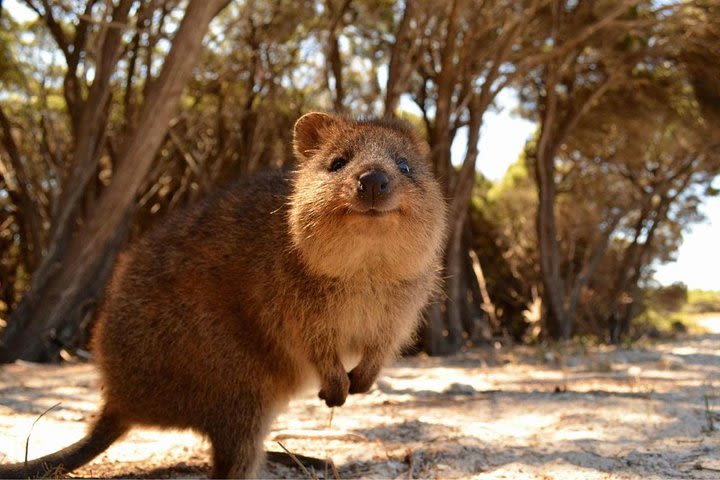 Fly to Rottnest Island by Plane image