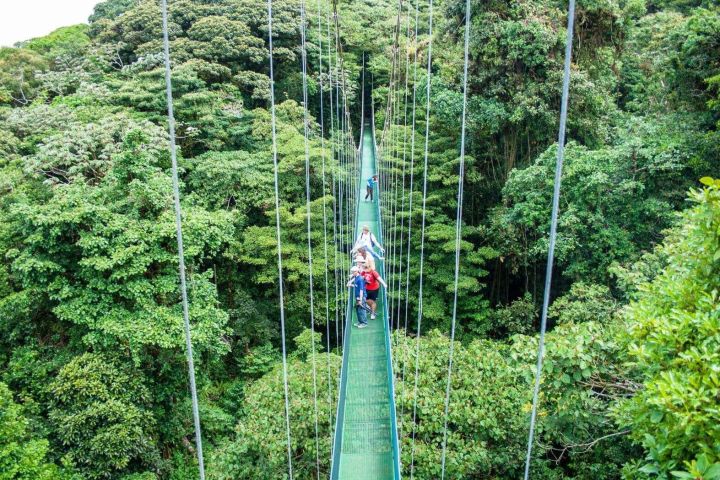 Monteverde Sky Tram & Hanging Bridges Cloud Forest Tour image