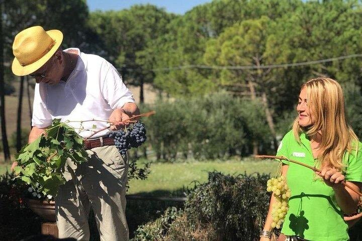 Tuscany Wine & Hills from Siena - Small Group image
