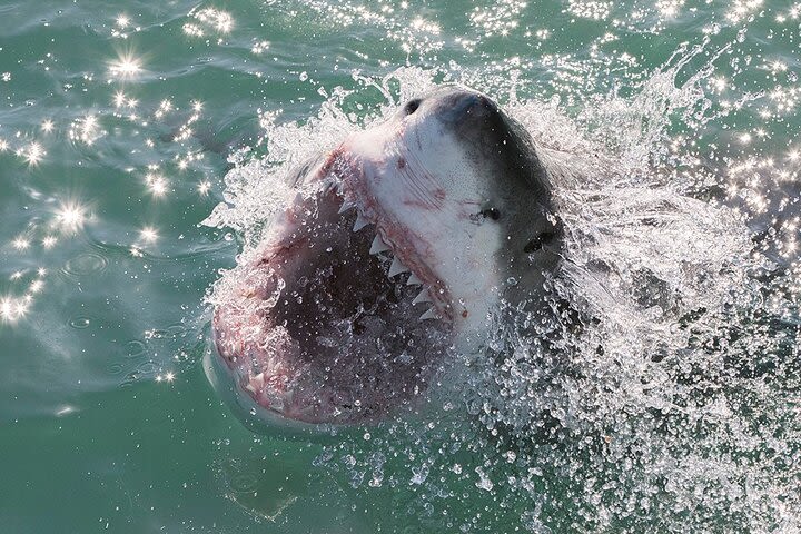 Shark Cage Diving Gansbaai image