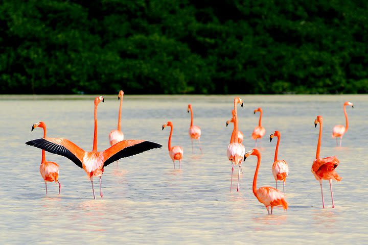 5 Days of Flamingos, Henequen and Mayan Culture in a 3 Star Hotel image