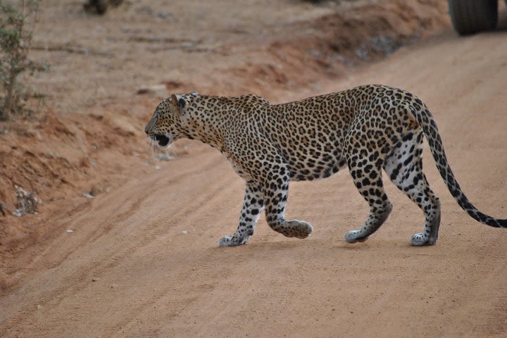 Yala Safari Day Tour from Bentota and Its' Surrounding Area image