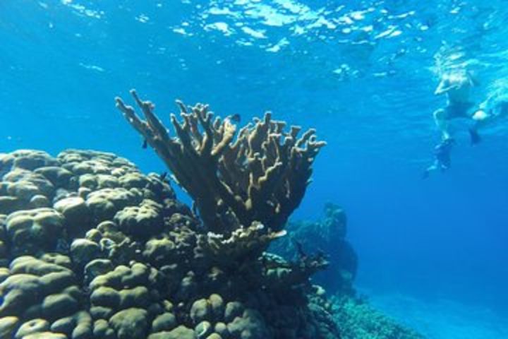  Cozumel Shore Excursion: 3 Reefs Snorkel & El Cielo Experience image