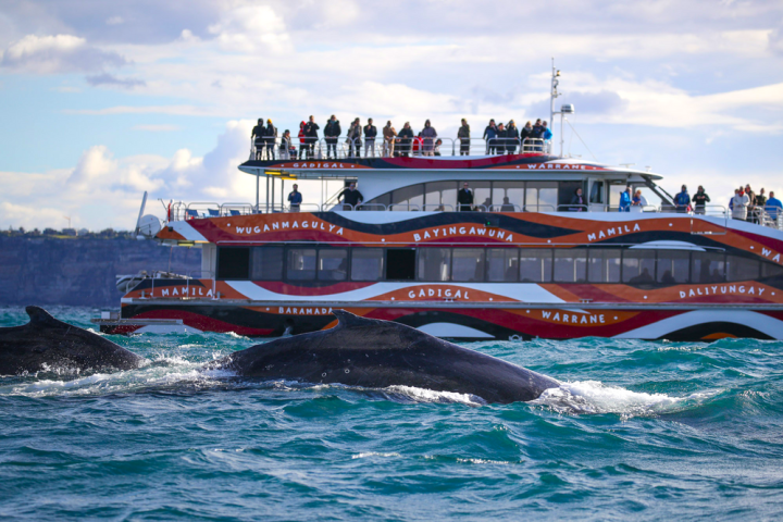Whale Watching – 2hr Express Cruise from Circular Quay image