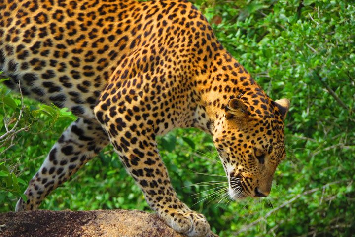 Yala, Udawalawe safari tours image