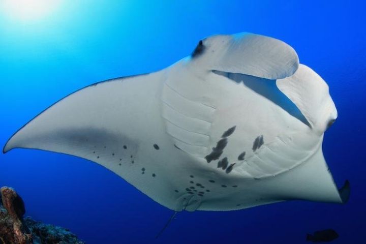 Manta Ray Night Snorkel Adventure image