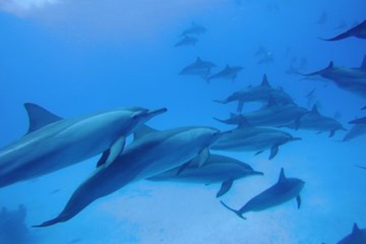  Dolphin house Satayeh reef snorkel sea excursion - Marsa Alam image