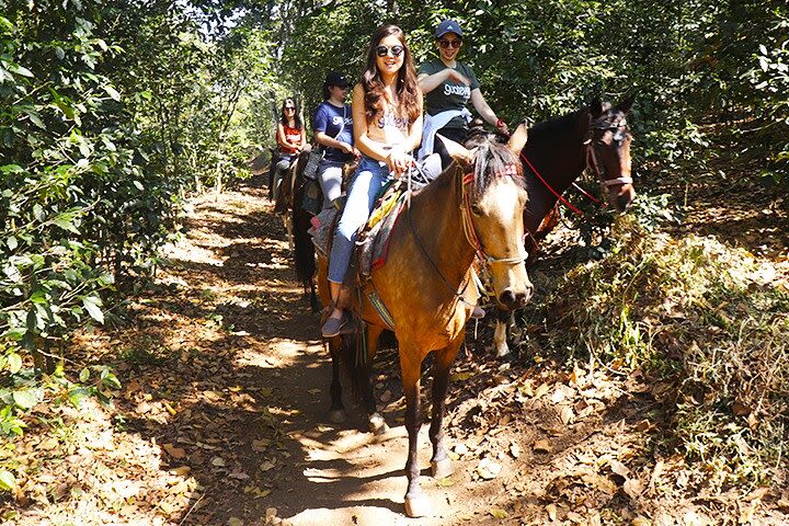 Horseback riding and coffee plantations field tour image