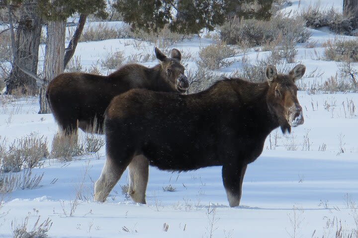 Jackson Hole & Grand Teton Park - Full-Day Wildlife Tour image