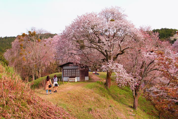 Nara Day Trip from Kyoto with a Local: Private & Personalized image