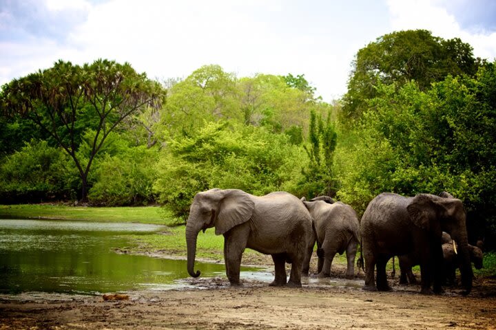 2 Days Nyerere National Park (Selous) Safari from Zanzibar image