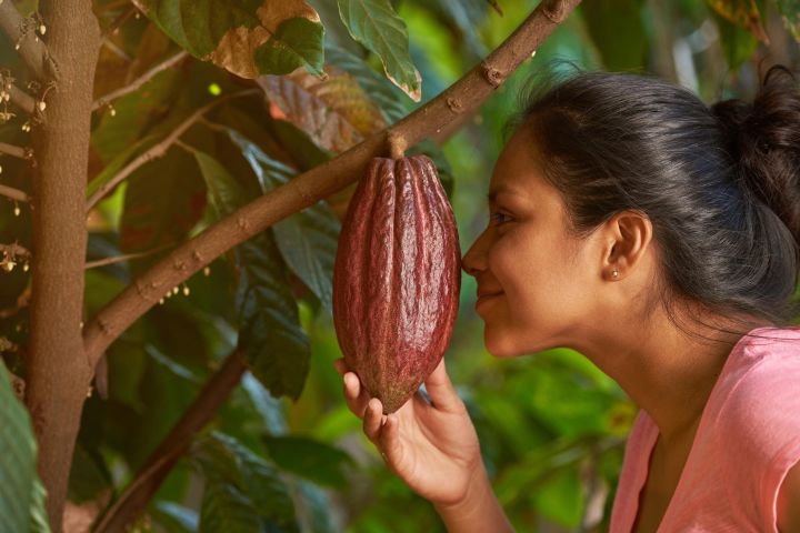Evelyza Cacao Farm Tour Experience image