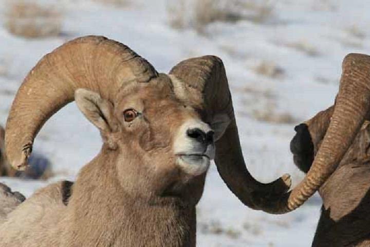 Jackson Hole & Grand Teton Park - Half-Day Wildlife Tour - Morning image