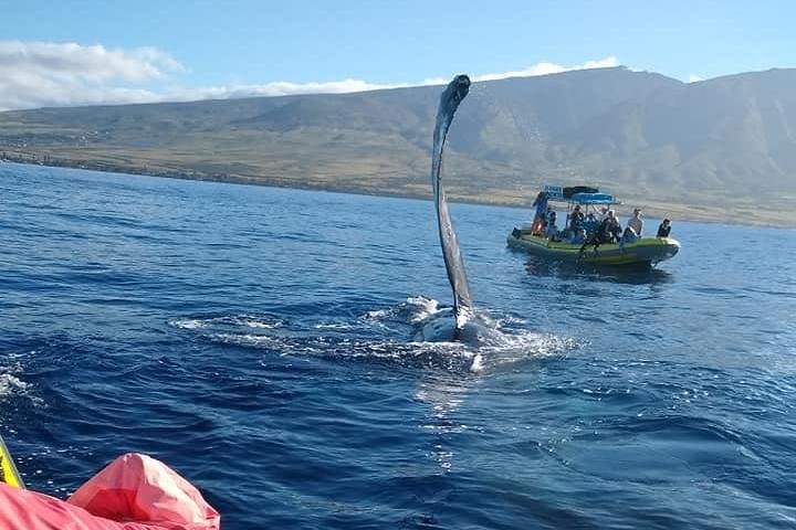  Afternoon Special Whale Watch Tour from Lahaina Harbor image