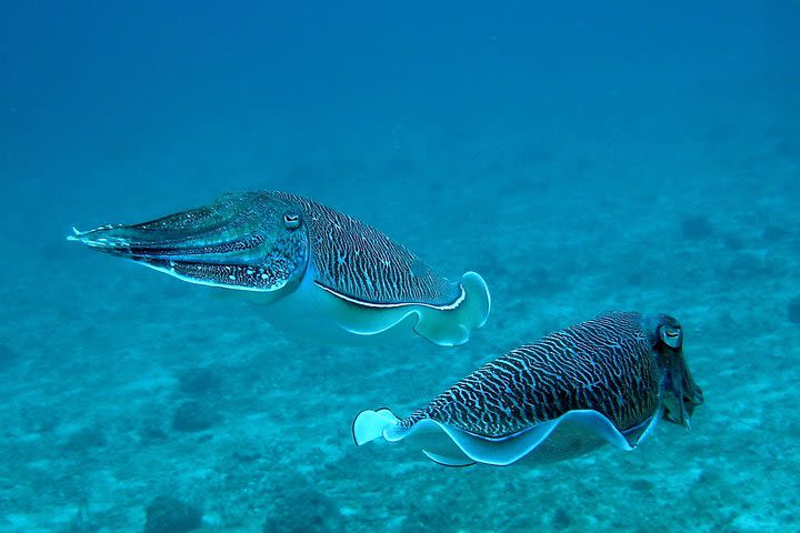 Kata Beach Scuba Diving, 3 hour trip image