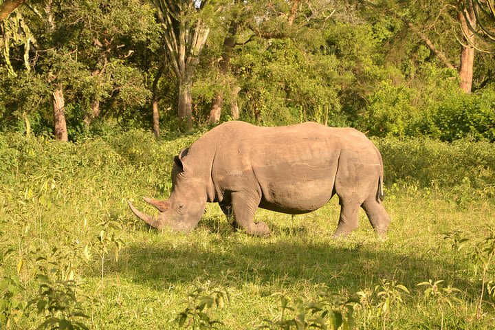 3-Day Big 5 Wildlife Experience in the Giraffe Paradise image