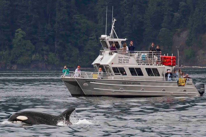 Orcas Island Whale Watching image