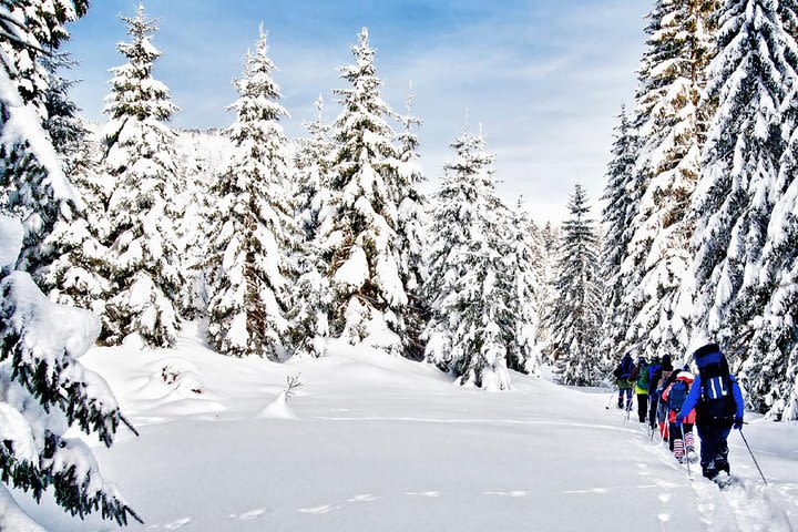 Snowshoe Through Vancouver's Winter Wonderland image