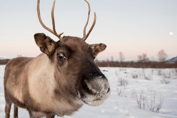 Small-Group Arctic Landscapes Sightseeing Tour from Tromso in Winter image