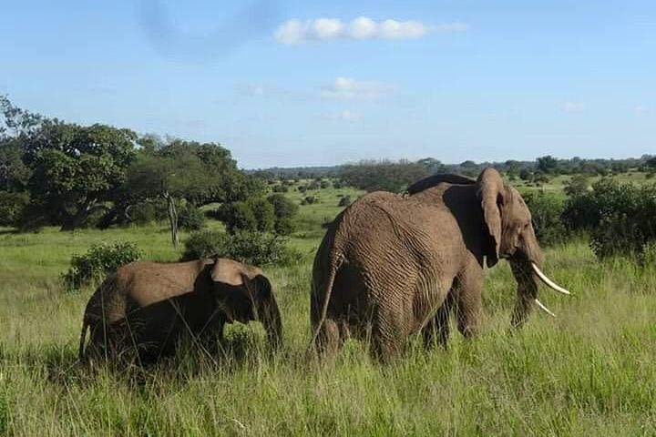 4 DAYS & 3 NIGHTS TANZANIA CAMPING SAFARIS - Tarangire, Serengeti, Ngorongoro  image