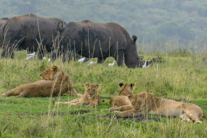 6 Days Amboseli, Lake Nakuru, Masai Mara Wildlife Safaris All Inclusive image