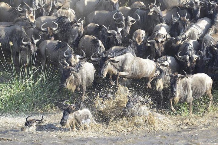 Great Migration Safari In Tanzania image