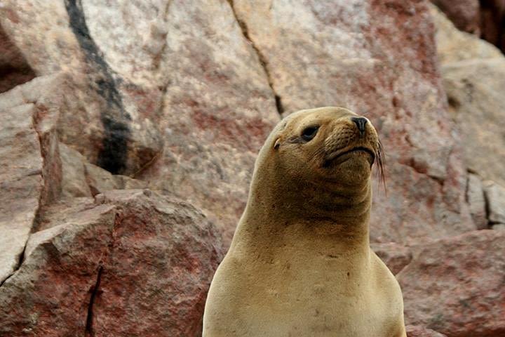 Ballestas Islands Group Tour from Paracas  image