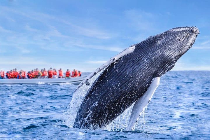 Whale Watching image