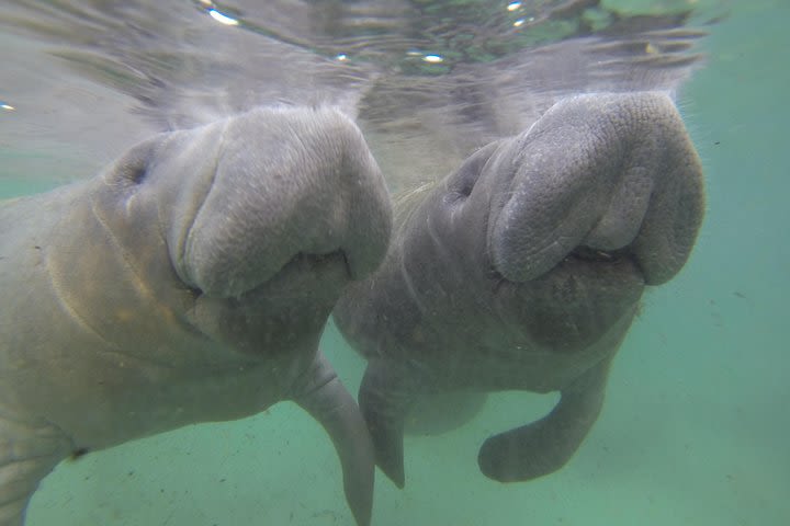 Manatee Snorkel Tour with In-Water Divemaster/Photographer image