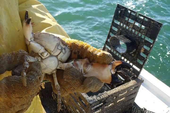 Family Fun Crabbing and Fishing image