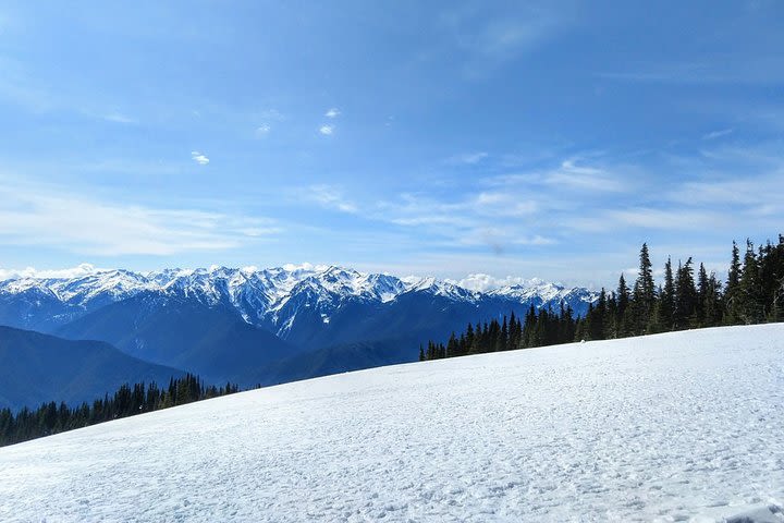 Olympic National Park - Private Luxury Day Tour with Lunch image