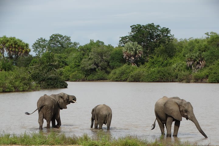 5 Days Safari to Nyerere NP (Selous GR) & Mikumi NP - Camping Safari image