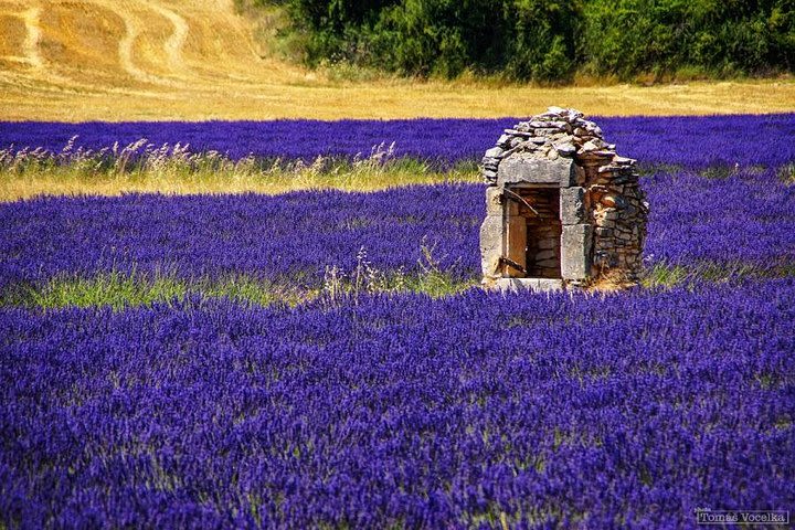 Full-Day Provence Villages and Lavender Fields Tour from Avignon image