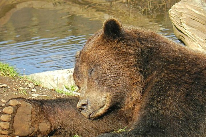 Sitka Sightseeing Tour including Fortress of the Bear and Totem Poles image