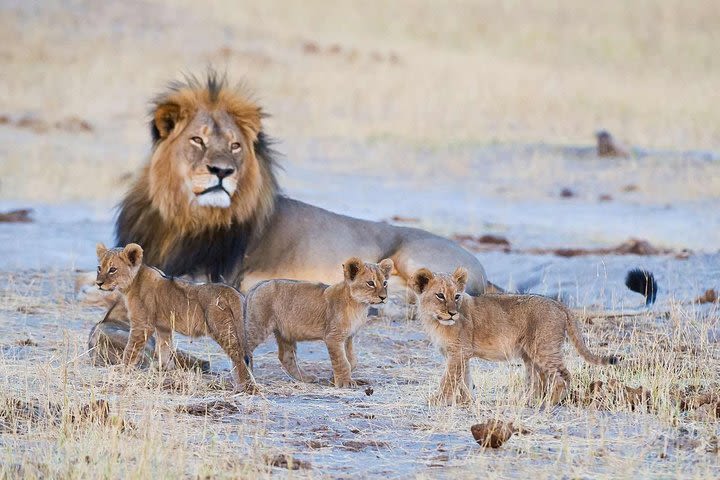 Full-Day Trip to Hwange National Park with Hotel Pickup image