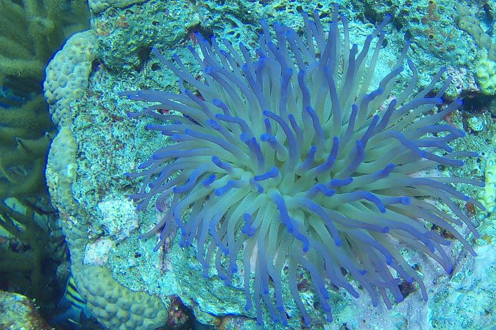 Discover scuba diving on Bonaire - Max. 3 guests shore dive image