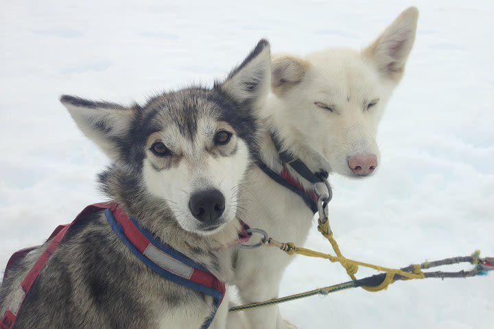 Juneau Shore Excursions: Juneau Helicopter Tour & Dogsledding Experience image