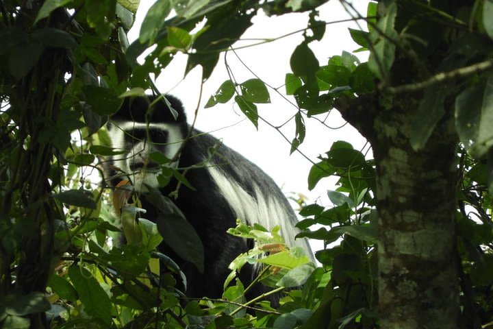 08 days Classic Uganda Primate Tour  image