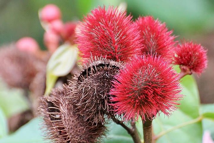 Spice Farm Tour -Half Day image