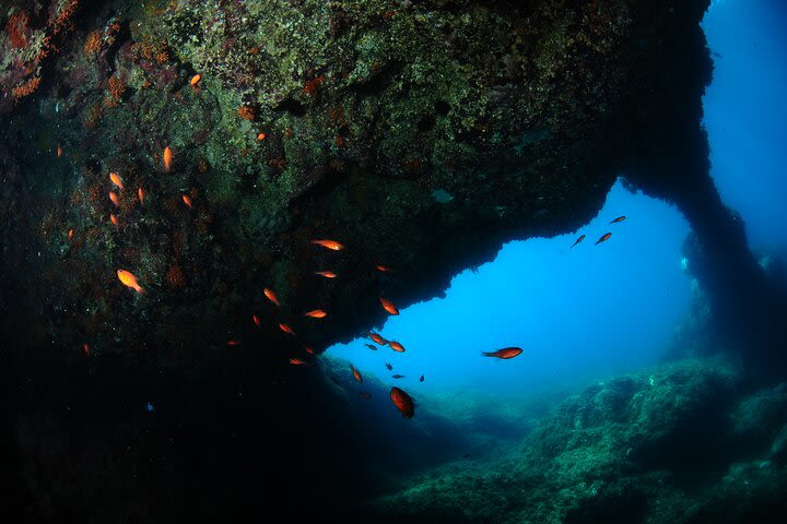Diving guided by the Diving Center (with full equipment) image