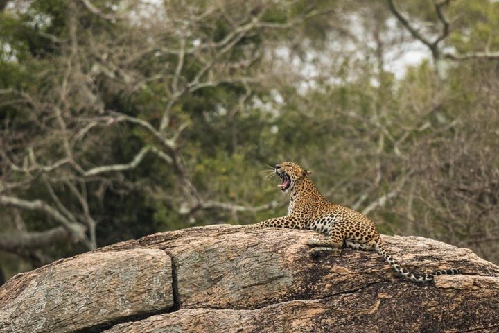 Private Tour : YALA National Park with Experienced Driver/Guide image