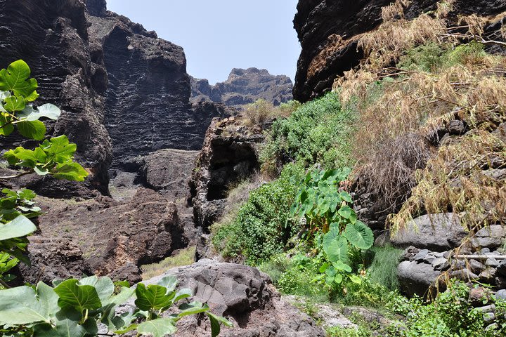 9-hour Trekking Small Group Tour of Masca Village in Tenerife  image