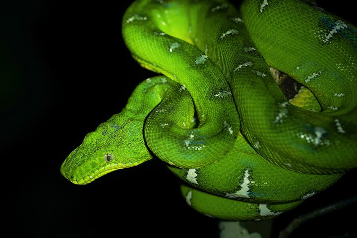 5-Day Wildlife of the Pacaya National Park from Iquitos image