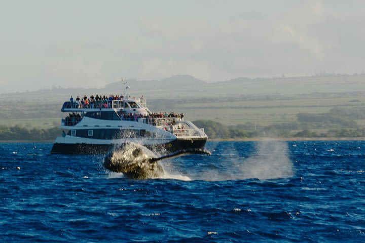 Whale Watching Cruise Aboard Calypso (MAUI / Ma'alaea Harbor) image