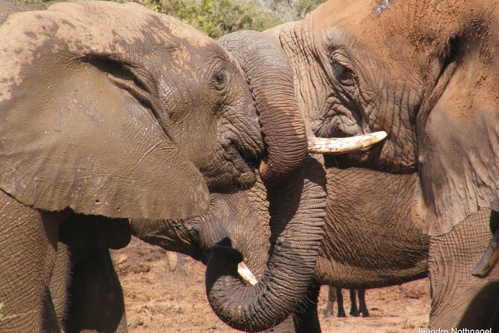 Addo Wildlife Tours from Port Elizabeth  image