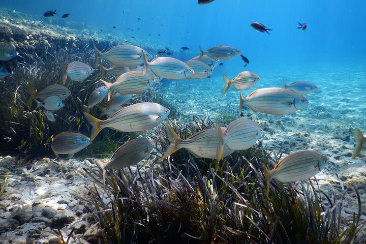 Snorkeling Adventure Trip image