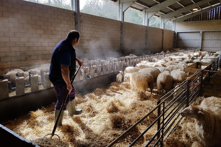 Idiazabal Cheese Farm and Basque Cider House Lunch from San Sebastian image