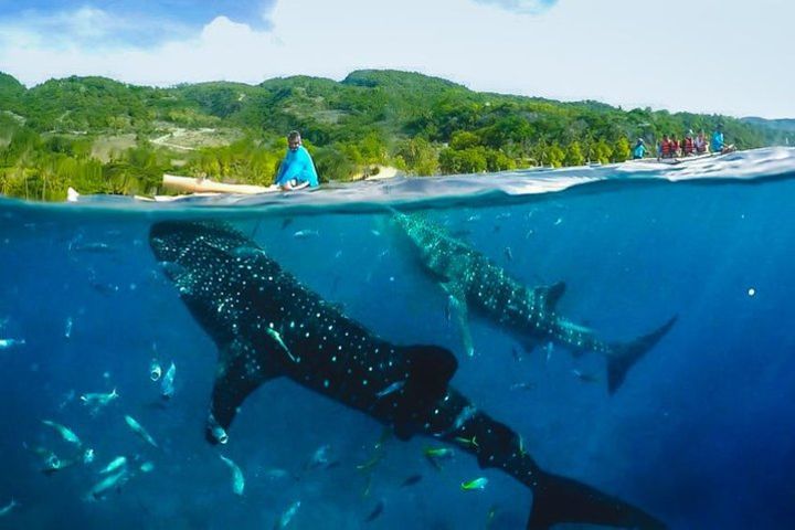 Oslob Whaleshark with Sumilon Island image