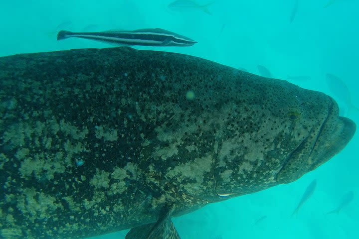 3-Hour Private Snorkeling Experience in Looe Key image